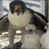 090613 animals large 15