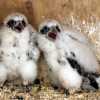 chick banding2-girone11