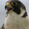 peregrine falcon