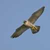 Peregrine-Falcon