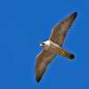 enhanced-peregrine-falcon-1407