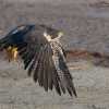 peregrine-falcon-mia-mcpherson-1028