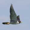 Peregrine-Falcon-2845-cr