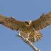 PeregrineFalconKK3