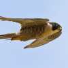 Birds of prey  jpg Neon Sky032-1