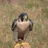 falconry2 display bucks county show