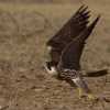 peregrine-falcon-take-off-2