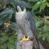 PeregrineFalcon