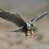 speciesarticle49photo
