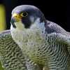 peregrine-falcon-3